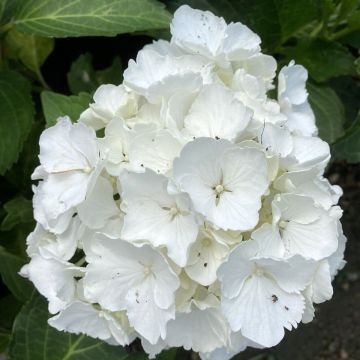 Hydrangea macrophylla Nymphe - Hortênsia