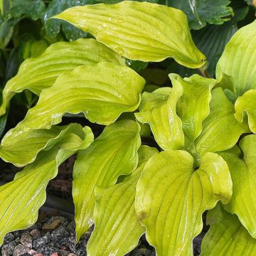 Hosta Flemish Gold