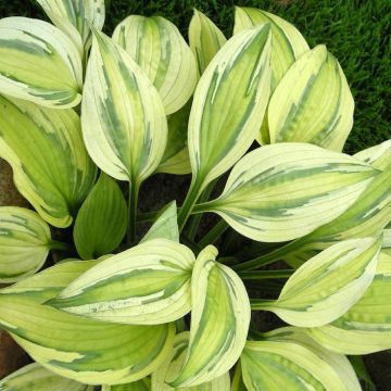 Hosta Captain's Adventure