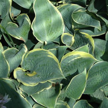 Hosta Frosted Dimples