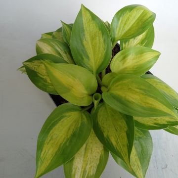 Hosta Obi