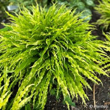 Hosta Party Streamers Hosta Party Streamers