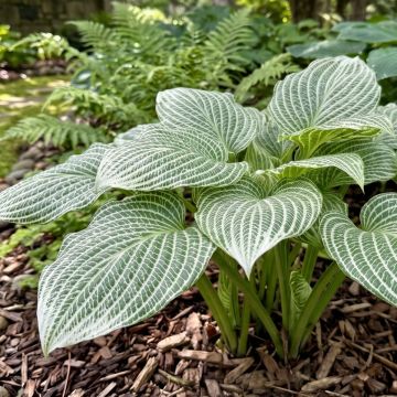 Hosta Second Coming