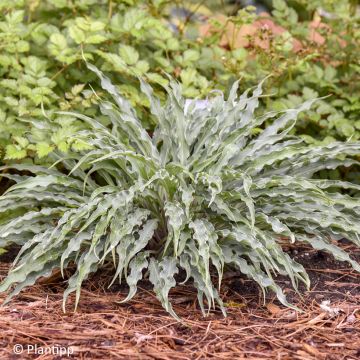 Hosta Silly String