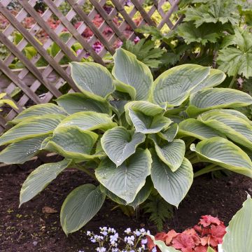 Hosta Wu