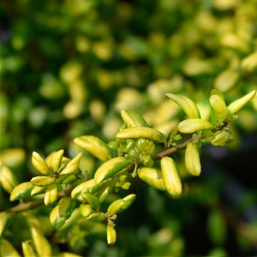 Azevinho-japonês Convexed Gold - Ilex crenata