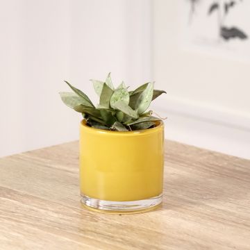 Hoya krohniana Eskimo