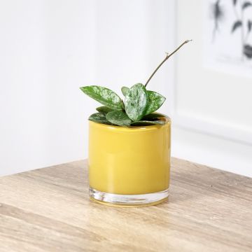 Hoya carnosa × serpens Mathilde Splash