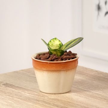 Hoya australis Tricolor