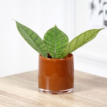 Hoya callistophylla Hoya callistophylla