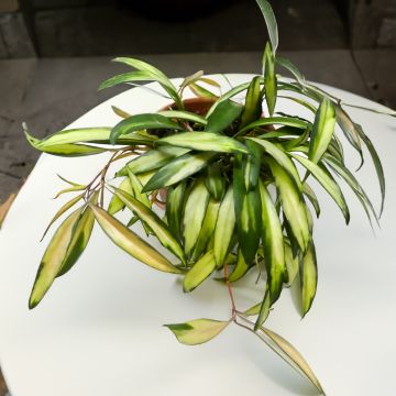 Hoya wayetii Tricolor