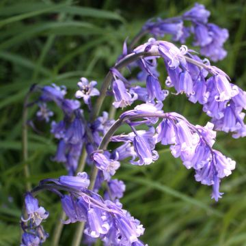 Jacinto-dos-bosques - Hyacinthoides hispanica