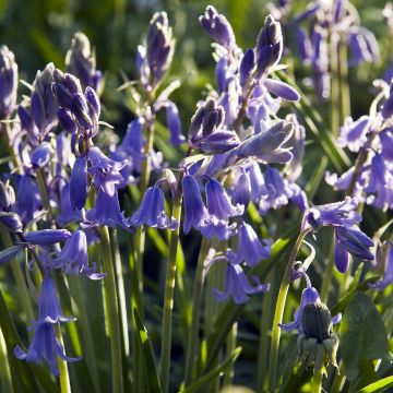 Hyacinthoides hispanica Mix em bolbo