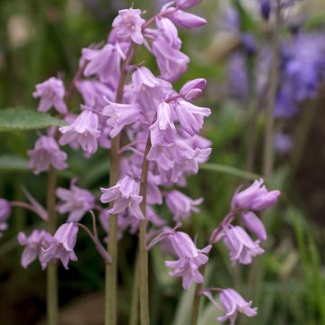 Jacinto-dos-campos Rosea - Hyacinthoides non-scripta