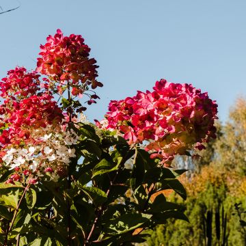 Hortênsia paniculata Magical Fire
