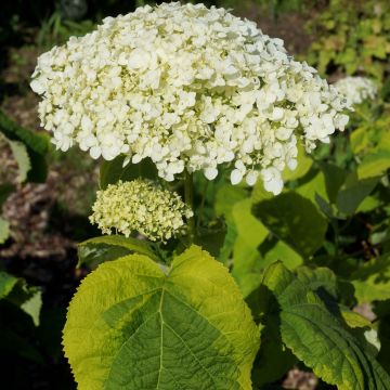 Hortênsia arborescens Golden Annabelle