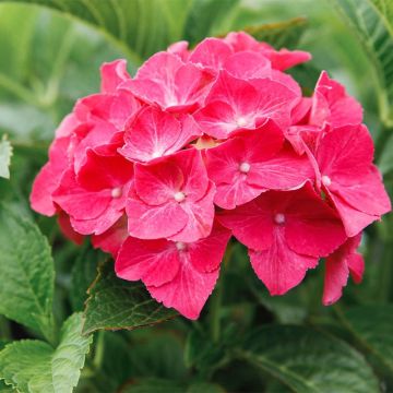 Hortênsia macrophylla Alpenglühen