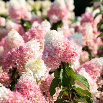 Hortênsia paniculata Living Strawberry Blossom