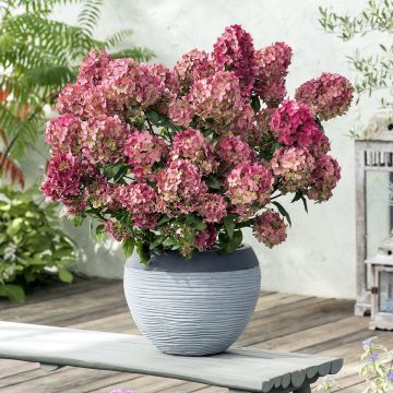 Hortênsia paniculata Petite Star