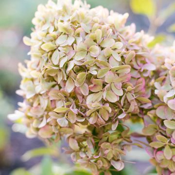 Hortênsia paniculata Anã Pixio