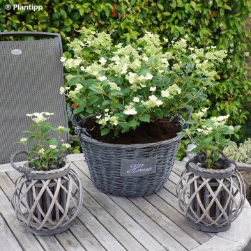 Hortênsia paniculata Prim White