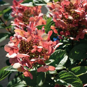 Hortênsia paniculata Sparkling