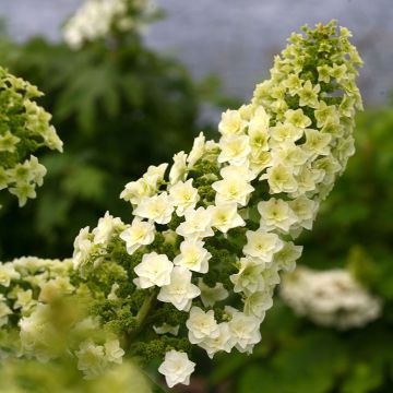Hortênsia quercifolia Gatsby Star