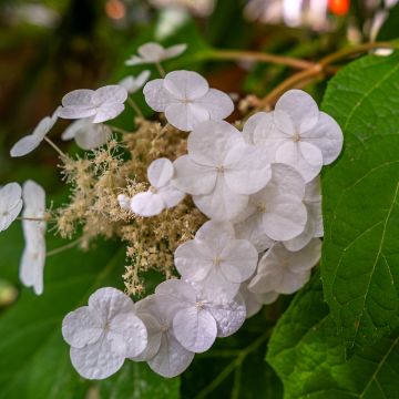 Hortênsia quercifolia Ice Crystal