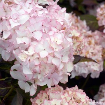 Hortensia - Hydrangea macrophylla Dolce France
