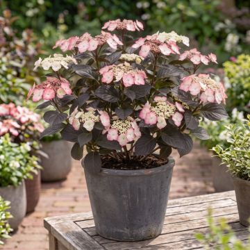 Hortênsia serrata Choco White - Hydrangea serrata