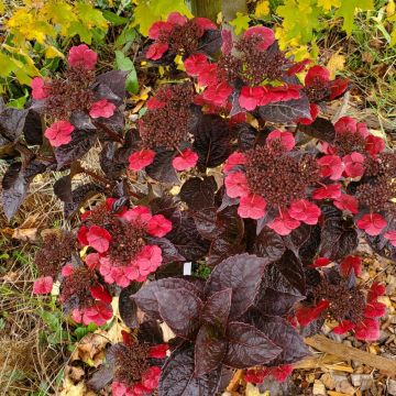 Hortênsia serrata Choco Cherry - Hydrangea serrata
