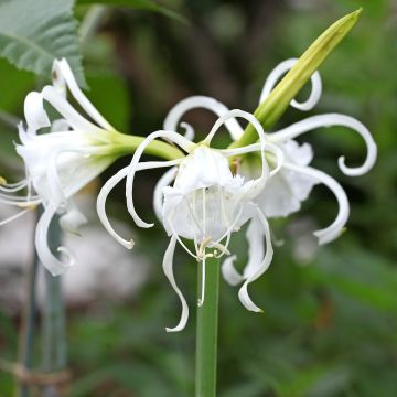 Hymenocallis festalis Zwanenburg