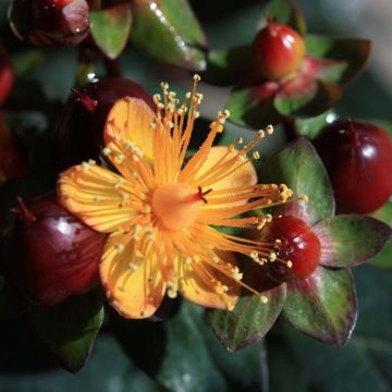 Hypericum inodorum Magical Universe
