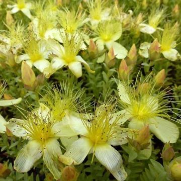 Hypericum olympicum Citrinum