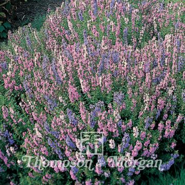 Hyssopus officinalis Tricolour Mixed em sementes