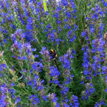 Hyssopus officinalis