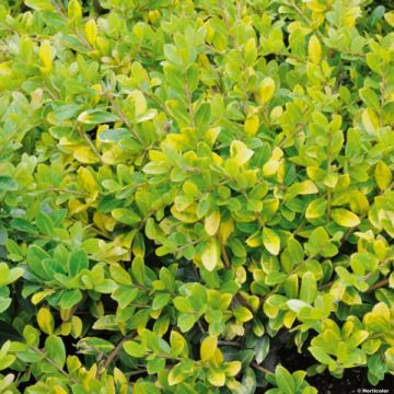 Azevinho-japonês Golden Gem - Ilex crenata