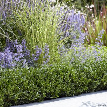 Azevinho-japonês Luxus Hedge - Ilex crenata