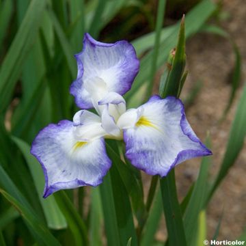 Iris ensata Gracieuse