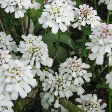 Iberis sempervirens