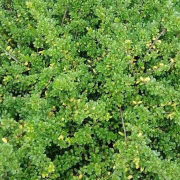 Azevinho-japonês Convexa em forma de bola - Ilex crenata