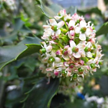 Azevinho azul Blue Princess