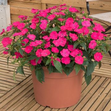 Beijinho da Nova Guiné SunPatiens Vigorous Rose Pink em minimottes