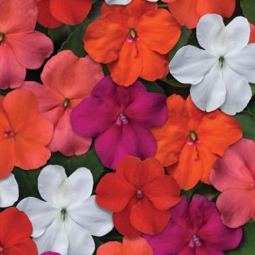 Alegria-do-lar Beacon Mix - Impatiens walleriana