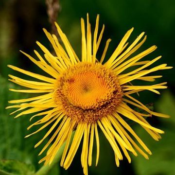 Inula orientalis