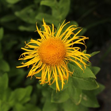 Inula orientalis Inula orientalis