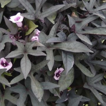Ipomoea batatas Sweet Caroline Purple