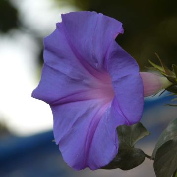 Glória-da-manhã-azul - Ipomoea learii