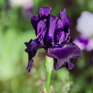 Iris germanica Black Night