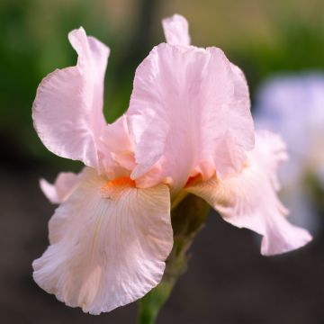 Iris Barbata-Media Edward of Windsor